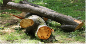 tree-service-in-blairstown-nj