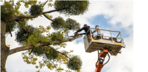 professional tree service in Blairstown