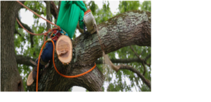 tree removal service in New Jersey